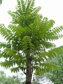 立春后,女人常吃此菜四個(gè)好處不請(qǐng)自來(lái),大家都喜歡吃