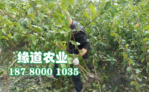 【四川蜂糖李子苗廠家、嫁接蜂糖李樹苗那里有賣】- 