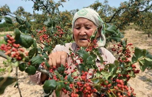 全國哪的花椒最正宗 經(jīng)過對比,這5個地方名氣最大,有你家鄉(xiāng)嗎