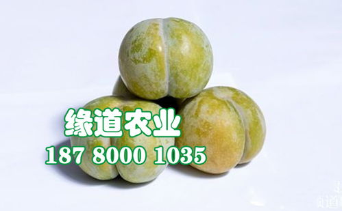 【陜西蜂糖李子樹苗批發(fā)、2公分蜂糖李子苗報價】- 