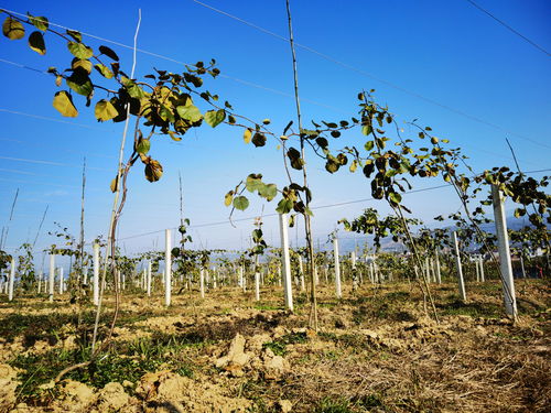 漢陰獼猴桃 富硒好味道 百名主播陜西果業(yè)產(chǎn)區(qū)行走進安康漢陰