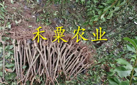 【2020漢中晚熟李子苗二年價格。陜西地區(qū)李子苗種苗研究基地。】- 