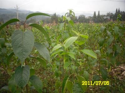 陜西厚樸苗價格-杜仲苗、供應陜西杜仲苗、陜西杜仲苗基地 -陜西獼猴桃苗|獼猴桃苗批發|獼猴桃苗 產品展示(陜西苗木基地_陜西種苗供應商_陜西苗木批發)-金泉網