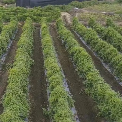 陜西漢中漢臺區成功引進鰱魚新品種長豐鰱魚 推動水產養殖產業升級