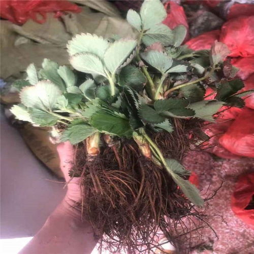 陜西省越麗草莓苗報(bào)價(jià)表