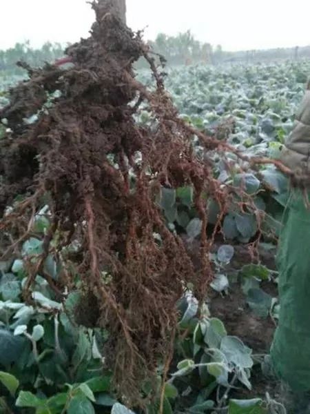 陜西種苗市場(chǎng)價(jià)格分析與行情動(dòng)態(tài)