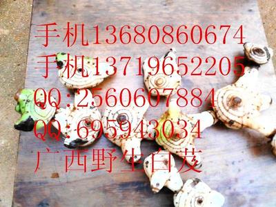 供應(yīng)優(yōu)質(zhì)陜西白及種苗與種子，助力藥材種植產(chǎn)業(yè)發(fā)展