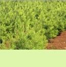 供應(yīng)陜西白皮松 價(jià)格、廠家與花卉種苗資源解析