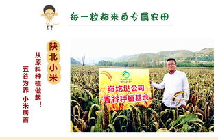 延安香谷米黃小米 傳承陜西種苗的純正風(fēng)味