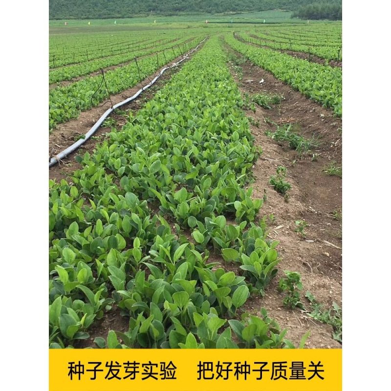 陜西商洛商州區(qū)蒼術(shù)種苗批發(fā) 助力中藥材產(chǎn)業(yè)發(fā)展