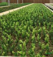 陜西紅豆杉種苗市場(chǎng)報(bào)價(jià)解析