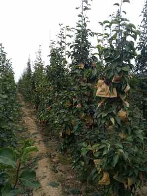 陜西庫(kù)爾勒香梨樹苗基地 廠家直供，品質(zhì)保障，最新報(bào)價(jià)信息速覽