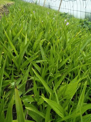 陜西商洛山陽縣 優(yōu)質(zhì)白芨種苗產(chǎn)業(yè)發(fā)展與市場(chǎng)前景探析