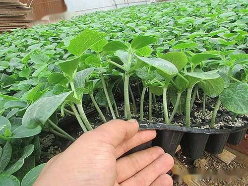 陜西種苗，技能成才——我校在中職技能大賽中再創(chuàng)佳績(jī)